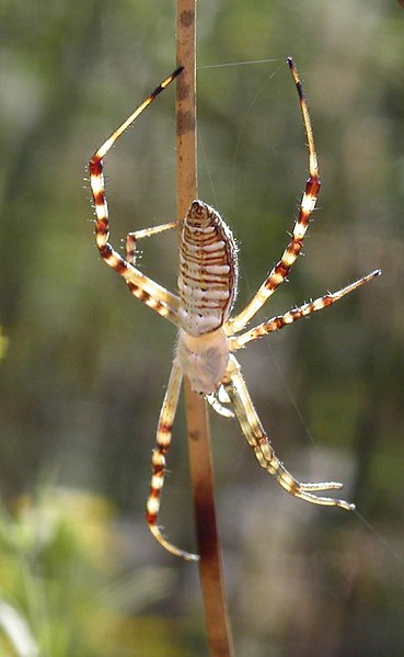 File:Argiope trifasciata2.jpg