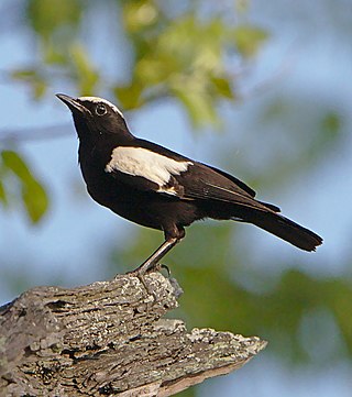 <span class="mw-page-title-main">Arnot's chat</span> Species of bird