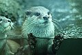 Asian small-clawed otter