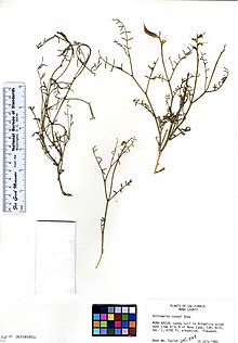 Astragalus casei (5946788305) .jpg