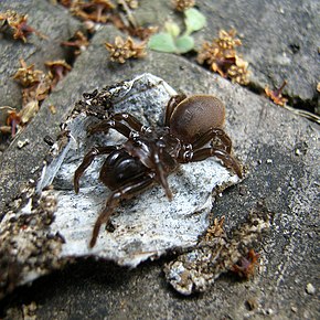 Описание изображения Atypus karschi.jpg.