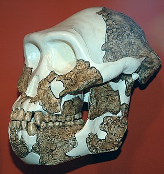 <i>Australopithecus anamensis</i> Extinct hominin from Pliocene east Africa