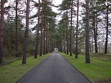 Avenue leading from Brookwood cemetery.jpg
