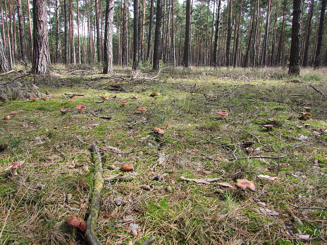 Bücknitzer Heide