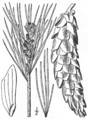 1.1. Pinus strobus Fig. 131