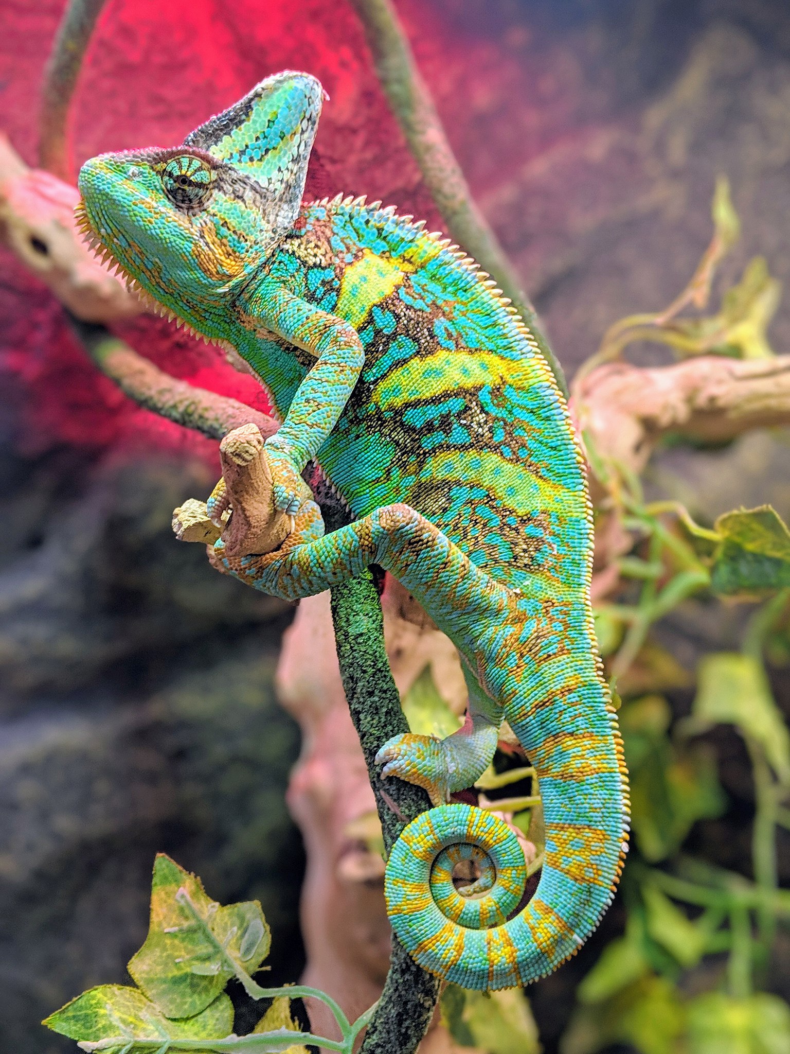 File:bmnh Chameleon.jpg - Wikipedia