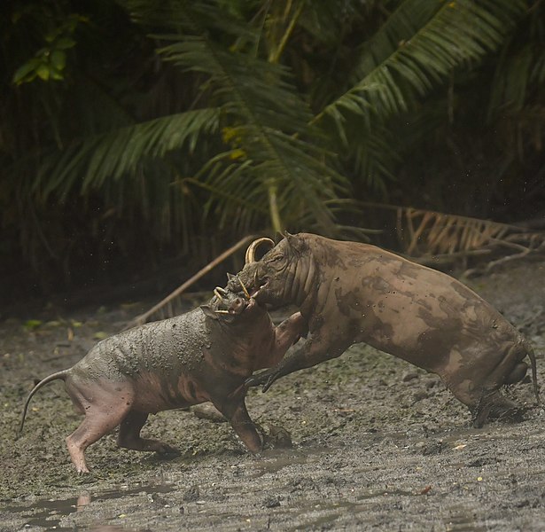 File:Babirusa berkelahi.jpg