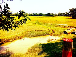 Badurtala Village.jpg