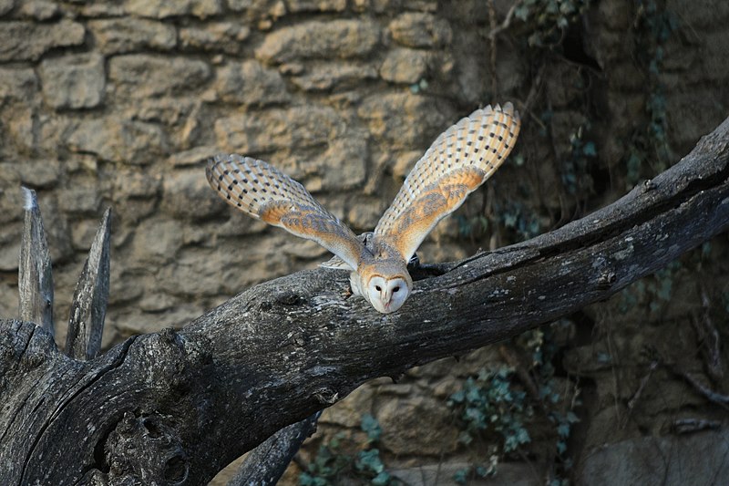 File:Bal des Oiseaux Fantomes 02 - Owl Flying Off Trunk.jpg