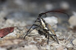 Batocera davidis (35693733295) .jpg