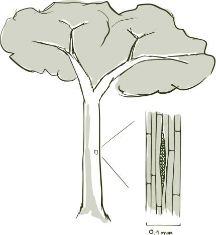 File:Baum und Fasern.svg