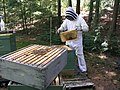 Beekeeper (2489417001).jpg
