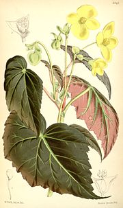 Vignette pour Begonia pearcei