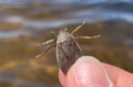 Belostoma flumineum, Wisconsin (États-Unis).