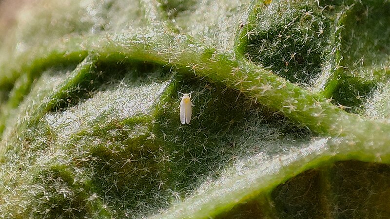 File:Bemisia tabaci under leaf of eggplant.jpg