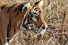 File:Bengal_Tiger7.jpg