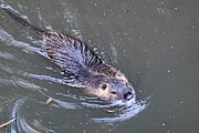 Deutsch: Biberratte im BergTierPark Blindham