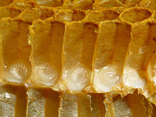 Bienenwabe mit Brut 11.jpg