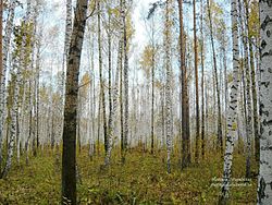 Hutan Birch, Nizhnetavdinsky Kabupaten