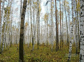 Berkenbos, Nizhnetavdinsky District.jpg