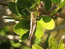 Bird Grasshopper - Flickr - treegrow.jpg