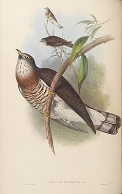 По Гульду и Шарпу "Птицы Азии", 1850-1883.[1]