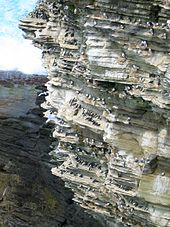 Breeding colony of fulmar (Fulmarus glacialis) and guillemot (Uria aalge) on the Brough of Birsay