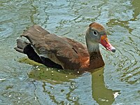 Duck, Black-bellied Whistling Dendrocygna autumnalis