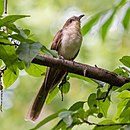 aves De Argentina