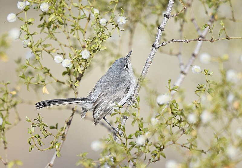 File:Black-tailed gnatcatcher 6433m.jpg