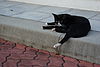 Black cat in front of Parliament House, Singapore - 20100803-02.jpg