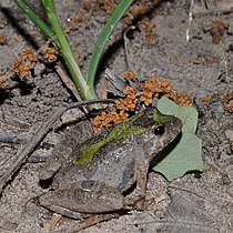 Blanchard’s cricket frog (Acris blanchardi), Montgomery Co. TX (April 2014)