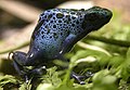 Blauer Baumsteiger (Dendrobates azureus)