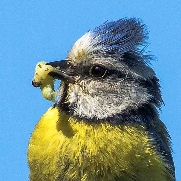 File:Blaumeise mit Futter für ihre Jungen-1758.jpg