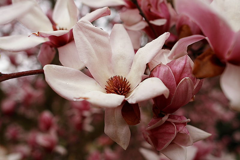 File:Bloom-tree-spring - West Virginia - ForestWander.jpg