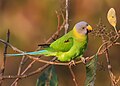 * Nomination Blossom-headed Parakeet at Satchari National Park. By User:Syedabbas321 --RockyMasum 07:30, 29 May 2018 (UTC) * Decline  Oppose Strong posterization, overprocessed, lost detail --George Chernilevsky 07:27, 29 May 2018 (UTC)