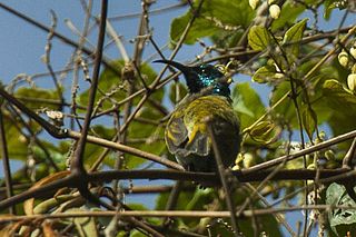 <span class="mw-page-title-main">Blue-headed sunbird</span> Species of bird