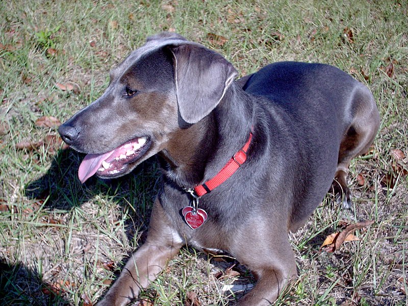 File:Blue Lacy Game Dog.jpg