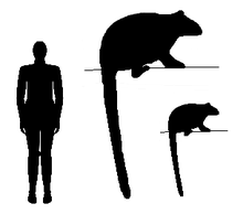 Size of B. paulae compared to 180 cm man and Dendrolagus goodfellowi Bohra-size-comparison.png