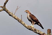 L'aigle de Bonelli