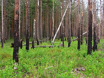 Boreal pine forest 5 years after fire, 2011-07.jpg