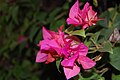 Bougainvillea glabra