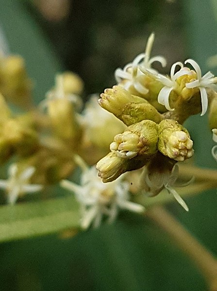 File:Brachylaena neriifolia02.jpg