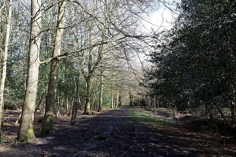 File:Bridleway at Gernon Bushes Nature Reserve, Coopersale Essex England.jpg