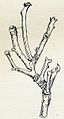 Figure of larva as twig mimic[4]