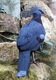 Bristol.zoo.victoria.crowned.pigeon.arp.jpg