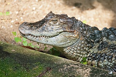 Кайман фото. Широкомордый Кайман. Широкомордый Кайман (Caiman latirostris). Пятнистый Кайман. Broad-snouted Caimans.