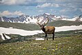 Brown Deer on Green Grass Field 374719.jpg