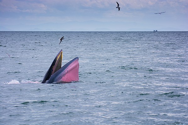 Eden's whale off Bang Tapun