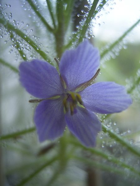 Byblis liniflora